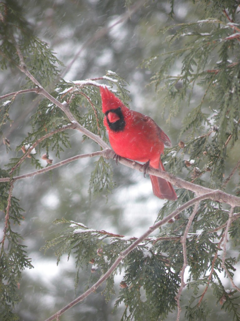 December - Tracy Conradt