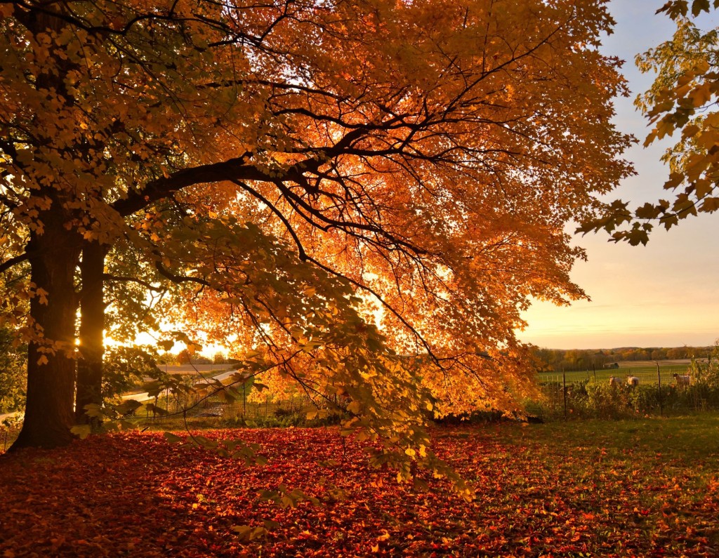 Marcy Wentworth - October