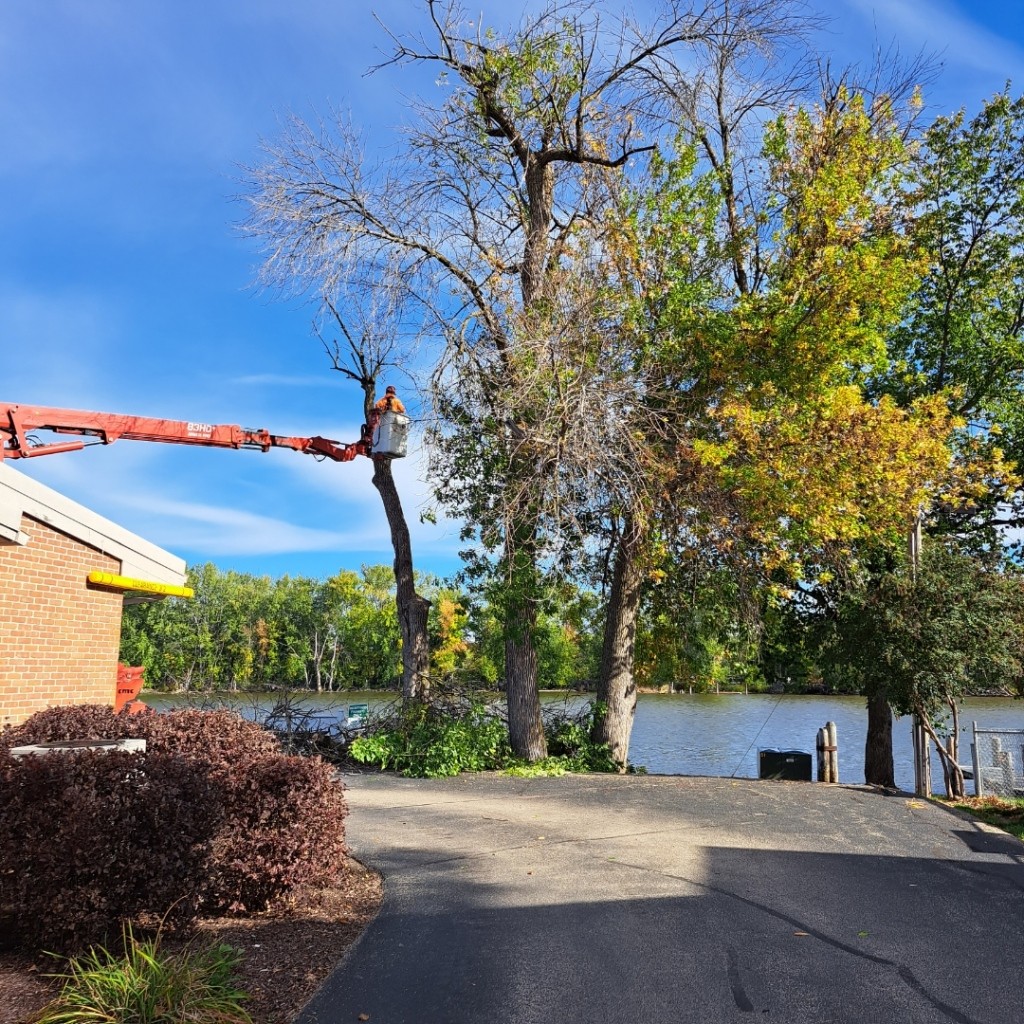 Tree Removal