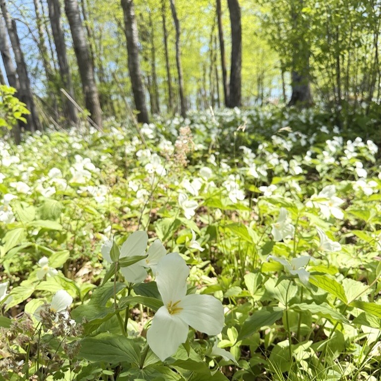 Spring scene